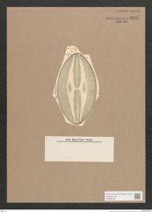 Navicula sp. (de-Toni-Nr.: Genus 1) Zeichnungen Sammlung Grunow Nr. 1625 (NHMW-BOT-W0368183)